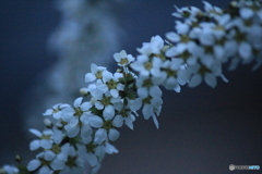 撮って出し(2025-04-20_05-14)-(Canon EOS 60D-2