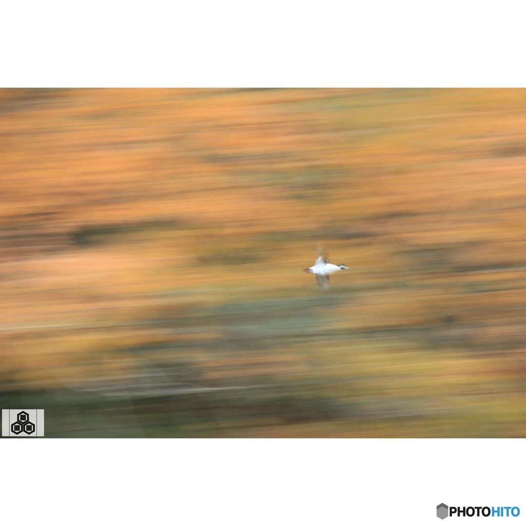 撮って出し(2023-11-26_08-32)-250-EF-S55-250mm