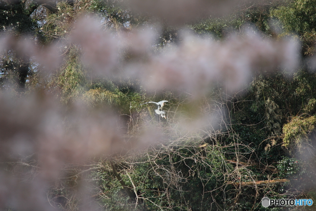撮って出し(2025-04-19_09-59)-(Canon EOS 60D-2