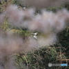 撮って出し(2025-04-19_09-59)-(Canon EOS 60D-2