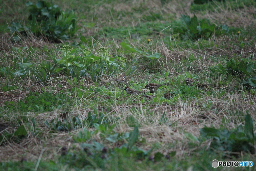 撮って出し(2025-04-20_05-18)-(Canon EOS 60D-2