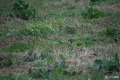 撮って出し(2025-04-20_05-18)-(Canon EOS 60D-2