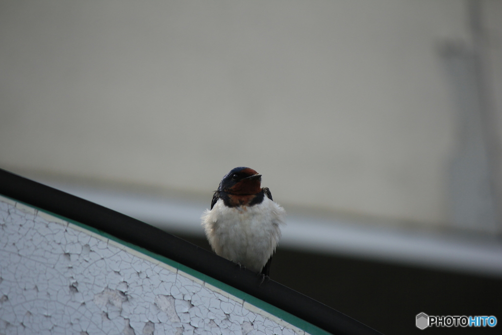 撮って出し(2025-04-18_09-25)-(Canon EOS 60D-2