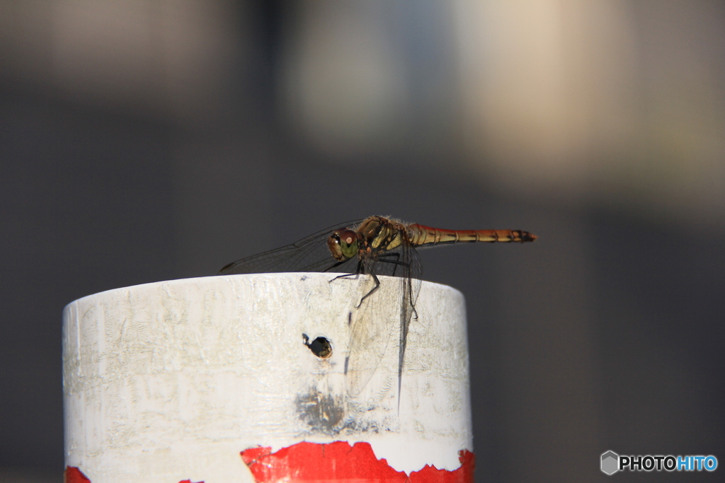 撮って出し(2024-09-23_16-08)-(Canon EOS 60D-2