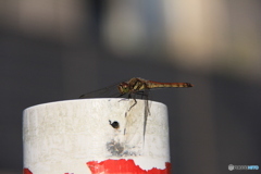 撮って出し(2024-09-23_16-08)-(Canon EOS 60D-2