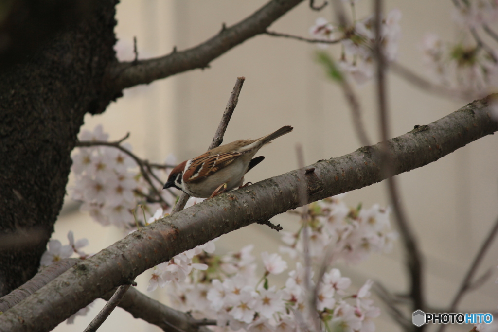 撮って出し(2025-04-19_15-22)-(Canon EOS 60D-2
