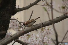 撮って出し(2025-04-19_15-22)-(Canon EOS 60D-2