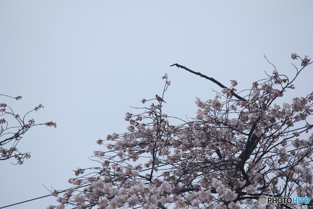 撮って出し(2025-04-20_07-53)-(Canon EOS 60D-2