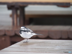 撮って出し(2024-03-05_10-36)-(E-M5-150(OLYMPU