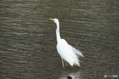 撮って出し(2025-03-03_13-23)-(Canon EOS 60D-2