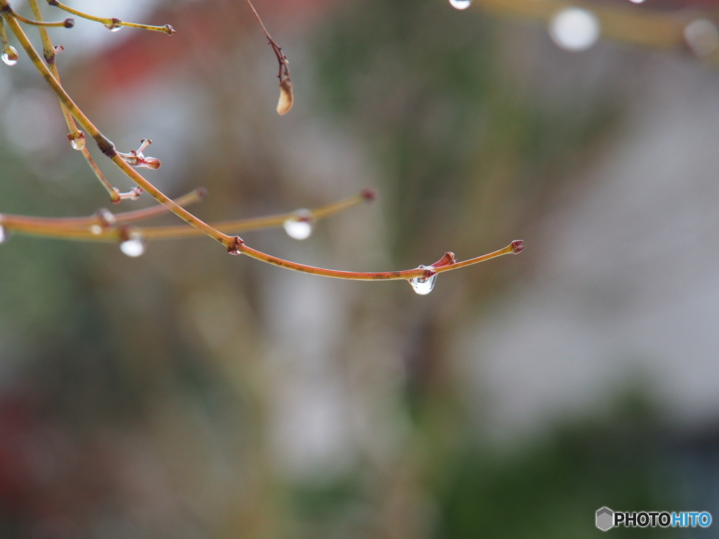 撮って出し(2025-01-12_09-21)-(E-M5-150(OLYMPU