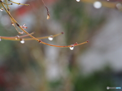 撮って出し(2025-01-12_09-21)-(E-M5-150(OLYMPU