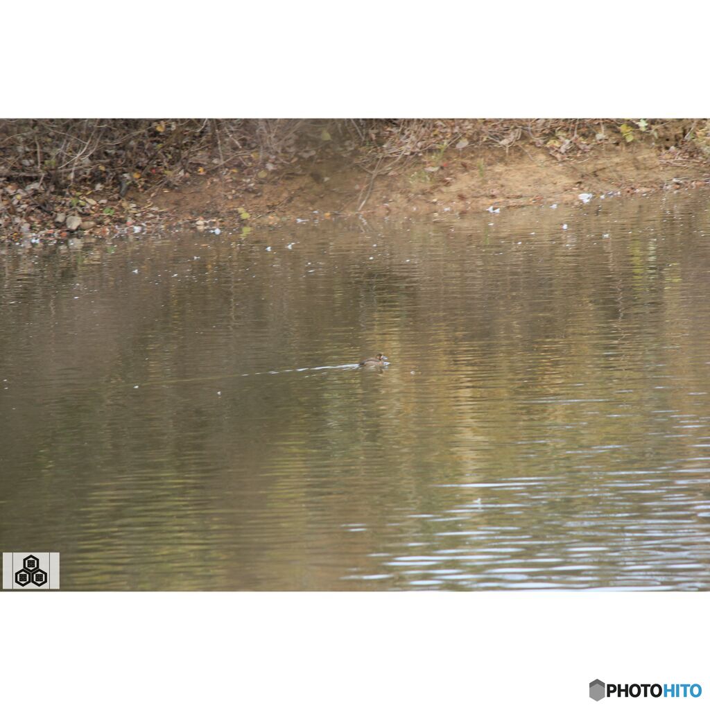 撮って出し(2023-11-26_08-27)-250-EF-S55-250mm