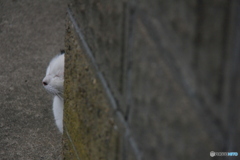 撮って出し-Canon EOS 60D-200.0-41_04_18-5