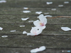 撮って出し-E-M5-150.0-41_04_06-0