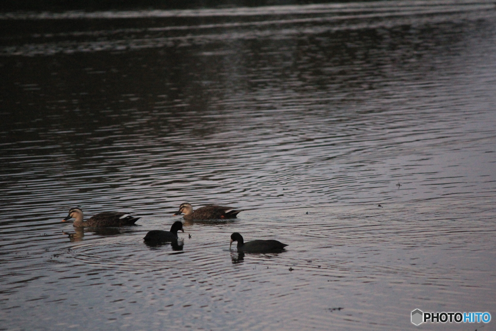 撮って出し(2024-10-31_16-44)-(Canon EOS 60D-2