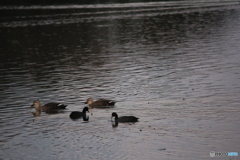 撮って出し(2024-10-31_16-44)-(Canon EOS 60D-2