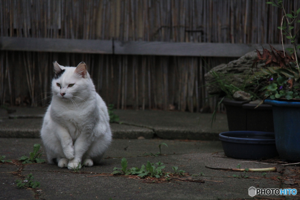 撮って出し-Canon EOS 60D-200.0-41_04_18-6