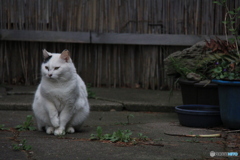 撮って出し-Canon EOS 60D-200.0-41_04_18-6