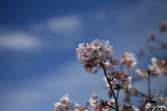 撮って出し(2024-04-12_13-30)-(Canon EOS 6D-90