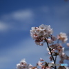 撮って出し(2024-04-12_13-30)-(Canon EOS 6D-90