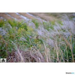 撮って出し(2023-10-12_15-28)-50--X-E1_1