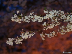 撮って出し(2025-04-18_18-36)-(E-M5-0())