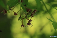 撮って出し(2024-05-04_14-18)-(Canon EOS 60D-9