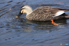 撮って出し(2025-03-03_12-14)-(Canon EOS 60D-1