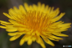 撮って出し(2024-04-18_11-45)-(Canon EOS 6D-90