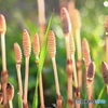 朝陽に照らされて