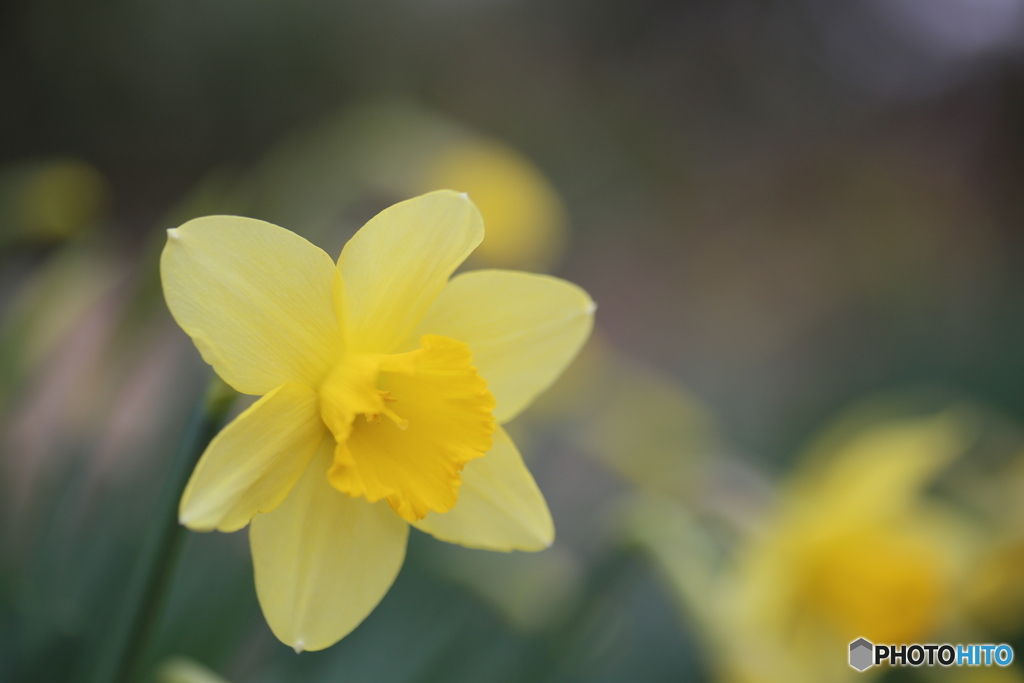 撮って出し(2025-04-07_11-39)-(Canon EOS 6D-90