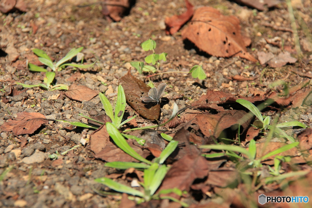 撮って出し-Canon EOS 60D-200.0-23_10_04_IMG_5