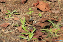 撮って出し-Canon EOS 60D-200.0-23_10_04_IMG_5