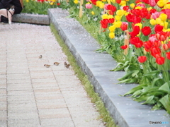 撮って出し(2024-04-18_09-41)-(E-M5-150(OLYMPU