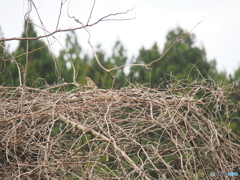 撮って出し(2025-04-07_10-14)-(E-M5-150(OLYMPU