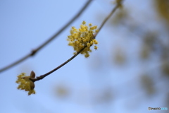 撮って出し(2025-04-07_12-02)-(Canon EOS 6D-90