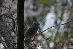 撮って出し(2025-04-24_16-36)-(Canon EOS 60D-2