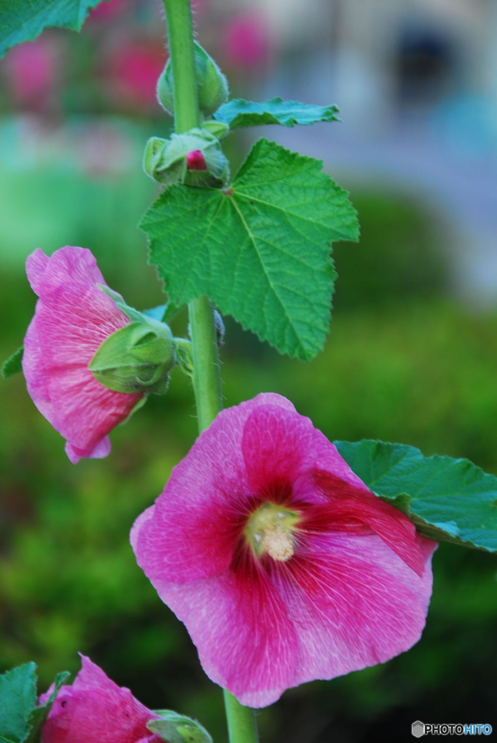 撮って出し(2025-06-18_18-45)-(NIKON D200-116(