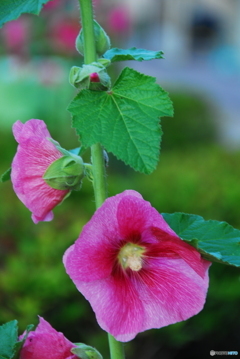 撮って出し(2025-06-18_18-45)-(NIKON D200-116(