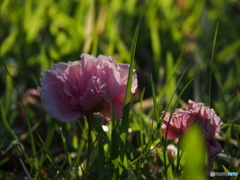 撮って出し(2024-05-15_06-18)-(E-M5-120(OLYMPU