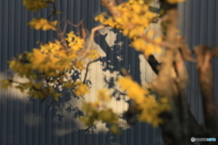撮って出し-Canon EOS 60D-90.0-41_03_30-11