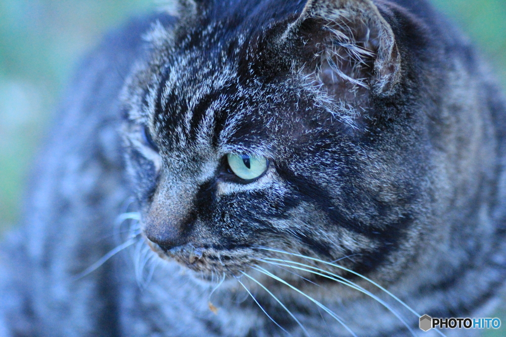 撮って出し(2024-04-23_18-31)-(Canon EOS 60D-9