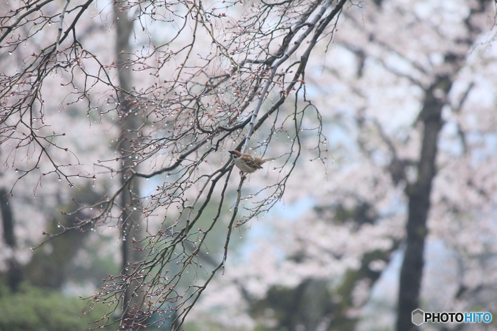 撮って出し(2025-04-20_07-55)-(Canon EOS 60D-2