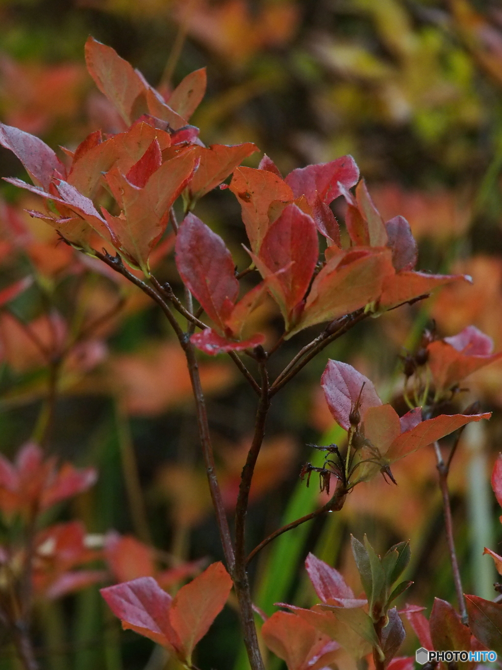 撮って出し-E-M5-150.0-23_10_15_PA155679-0