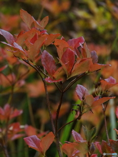 撮って出し-E-M5-150.0-23_10_15_PA155679-0