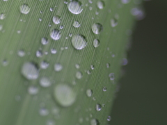 撮って出し(2024-07-25_16-33)-(E-M5-0())