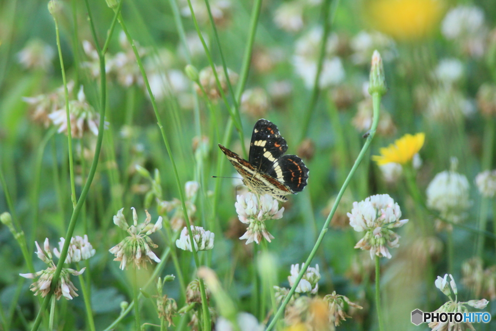 撮って出し(2025-07-08_08-24)-(Canon EOS 60D-3