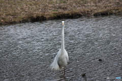 撮って出し(2025-03-03_13-13)-(Canon EOS 60D-2