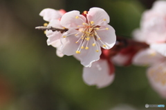 撮って出し-Canon EOS 60D-90.0-41_03_27-6